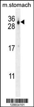 CU070 Antibody (C-term)