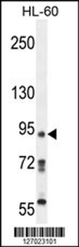 KRI1 Antibody (N-term)