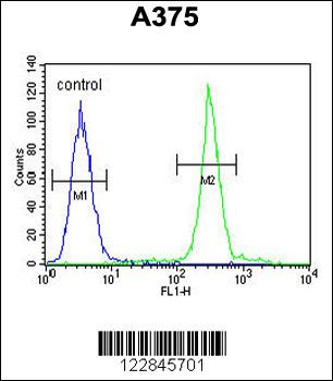 ARL8A Antibody (Center)