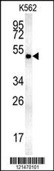 MINPP1 Antibody (N-term)