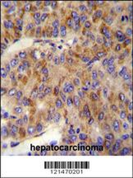 MINPP1 Antibody (N-term)