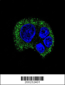 TYRO3 Antibody