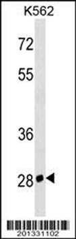 CD7 Antibody (N-term)
