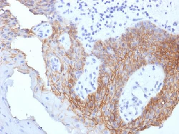 CD44v9 Antibody