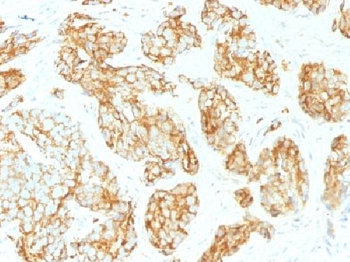 CD44v9 Antibody