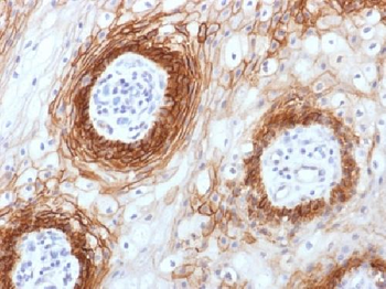 CD44v6 Antibody