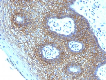 CD44v4 Antibody