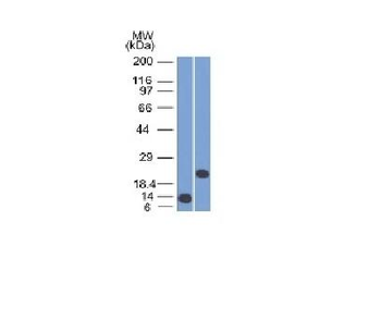 Anti-CD3e (T-Cell Marker) Antibody