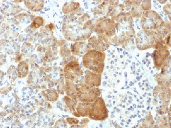 VLDL-Receptor Antibody