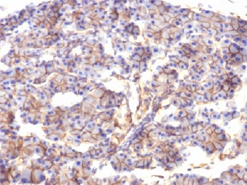 Spectrin beta III (SPTBN2) Antibody