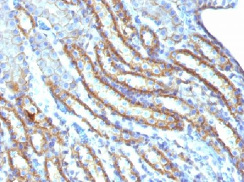 Spectrin beta III (SPTBN2) Antibody