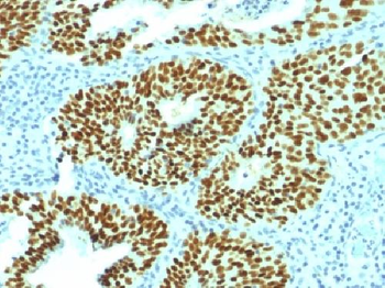 SOX2 (Transcription Factor) Antibody