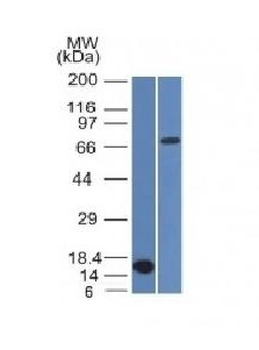 Bcl-6 Antibody