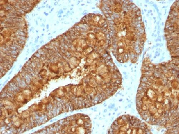 Anti-MAML3 Antibody