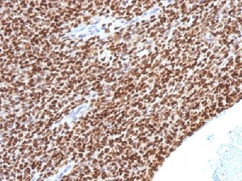 NKX2.2 Antibody