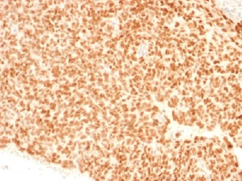 NKX2.2 Antibody