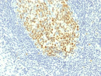 MCM7 Antibody