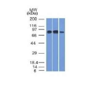 MCM7 Antibody