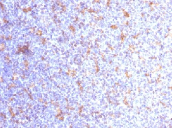 CD11c (Dendritic Cell Marker) Antibody