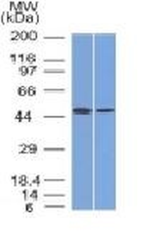 Anti-FOXA1 / HNF3A Antibody