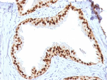 Anti-FOXA1 / HNF3A Antibody