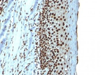 Histone H1 (Nuclear Marker) Antibody