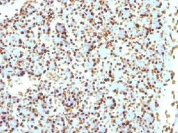 Anti-Histone H1 (Nuclear Marker) Antibody