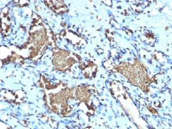 Glycophorin A / CD235a (Erythrocyte Marker) Antibody