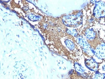 Glycophorin A / CD235a (Erythrocyte Marker) Antibody