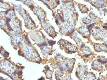 Galectin-13 (GAL13) / Placental Protein 13 (PP13) Antibody