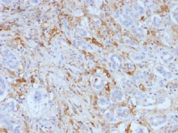 Anti-Ferritin, Light Chain (FTL) (Microglia Marker) Antibody