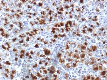 CELA3B / ELA3B Antibody