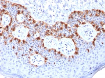 MART-1 / Melan-A / MLANA Antibody