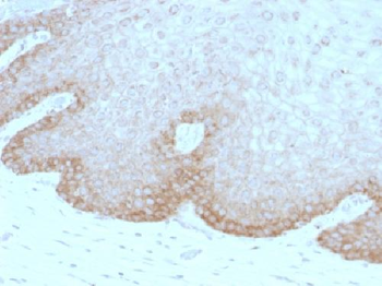 Anti-Protocadherin FAT2 (FAT Atypical Cadherin 2) Antibody