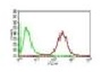 Adipophilin / Perilipin-2 (Marker of Obesity) Antibody