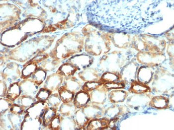 Mitochondria (Marker for Human Cells) Antibody - With BSA and Azide