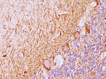 Neurofilament (H+L) (Neuronal Marker) Antibody - With BSA and Azide