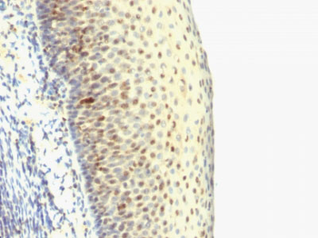 IPO-38 (Proliferation Marker) Antibody - With BSA and Azide
