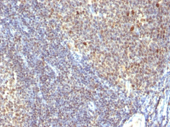 IPO-38 (Proliferation Marker) Antibody - With BSA and Azide