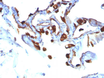 Cytokeratin 8/18 Antibody - With BSA and Azide