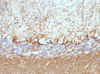 Neurofilament (H+L) (Neuronal Marker) Antibody - With BSA and Azide