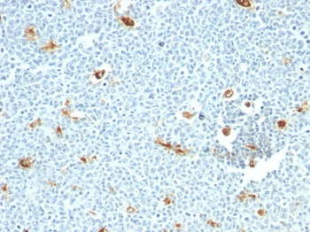 Macrophage, pan (Histiocytoma & Sebocyte Marker) Antibody - With BSA and Azide