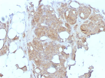 Major Vault Protein (MVP) Antibody - With BSA and Azide