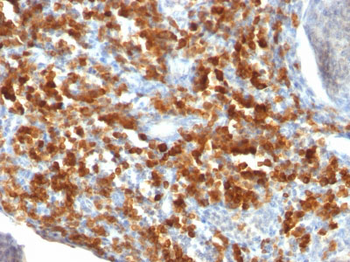 CD79a (B-Cell Marker) Antibody - With BSA and Azide