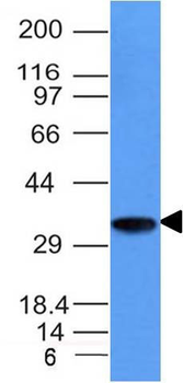 CD74 (B-Cell Marker) Antibody - With BSA and Azide
