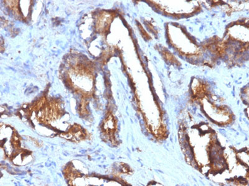 CD63 (Late Endosomes Marker) Antibody - With BSA and Azide
