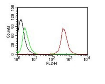 CD63 (Late Endosomes Marker) Antibody