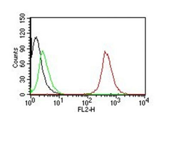 CD63 (Late Endosomes Marker) Antibody
