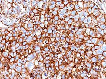CD44 / HCAM Std. Antibody - With BSA and Azide