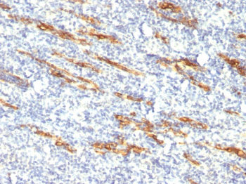 CD34 (Hematopoietic Stem Cell & Endothelial Marker) Antibody - With BSA and Azide